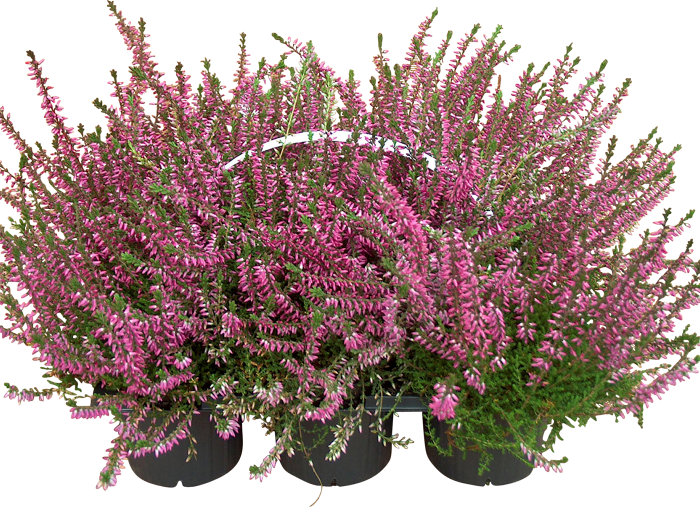 Ljung 'Calluna' Ø9 cm 6-pack